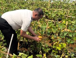 Lapas Serang Sulap Lahan Jadi Kebun Anggur dan Blewah